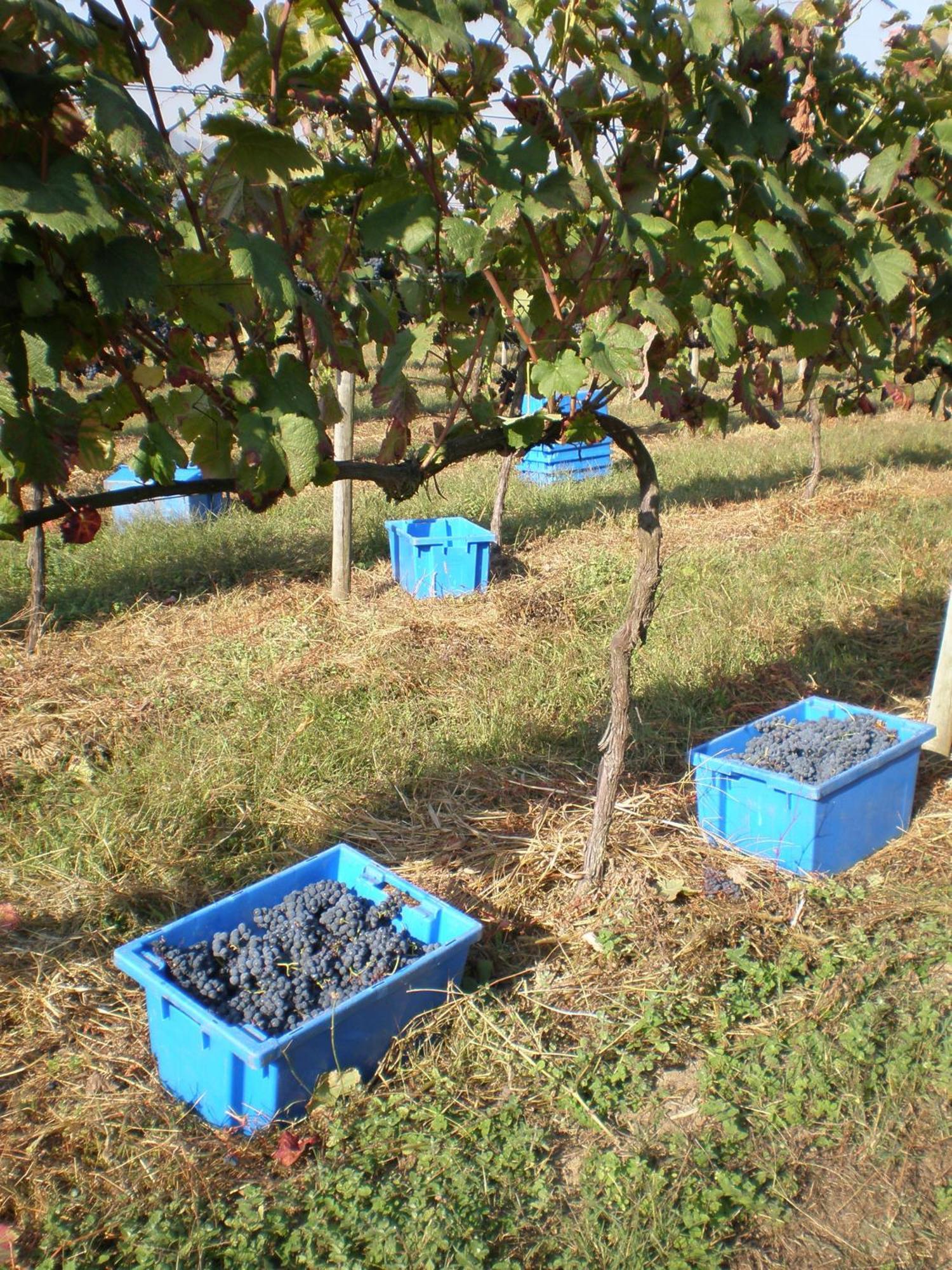 1720 Quinta Da Cancela - Winery & Farmhouse Guimarães Exteriör bild