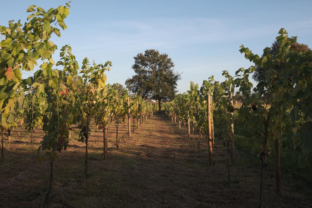 1720 Quinta Da Cancela - Winery & Farmhouse Guimarães Exteriör bild